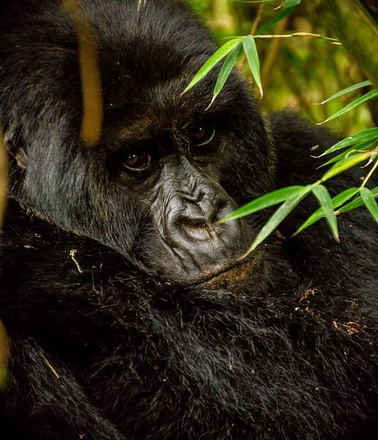 Gorilla portrait behind bamboo leaves in Volcanoes, Rwanda