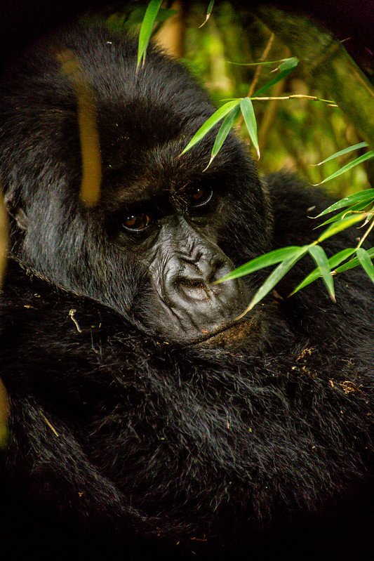 Gorilla portrait behind bamboo leaves in Volcanoes, Rwanda