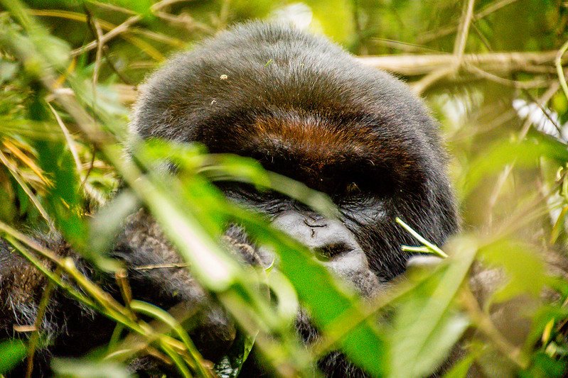 Gorilla resting head down behind leaves in Volcanoes, Rwanda