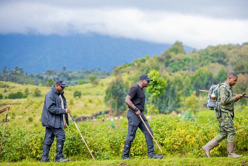 Gorilla trekkers hiking with armed ranger in Volcanoes, Rwanda
