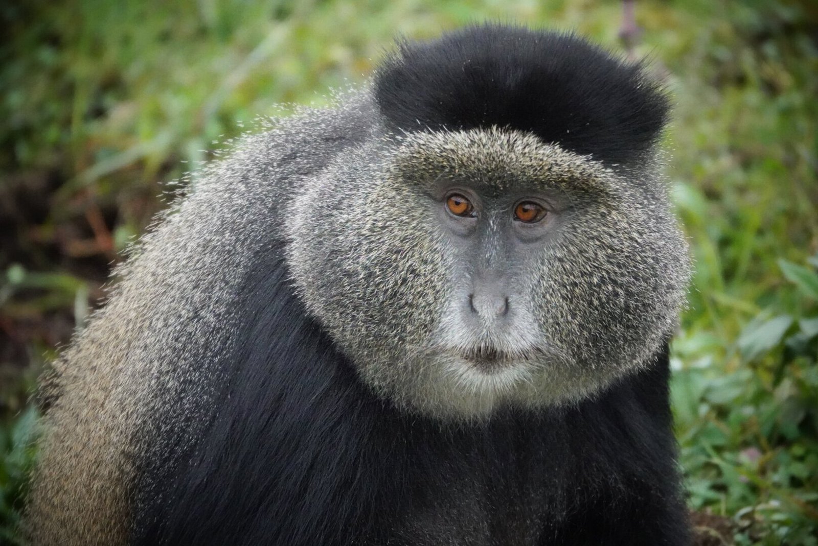 Guenon monkey close up portrait in Volcanoes, Rwanda