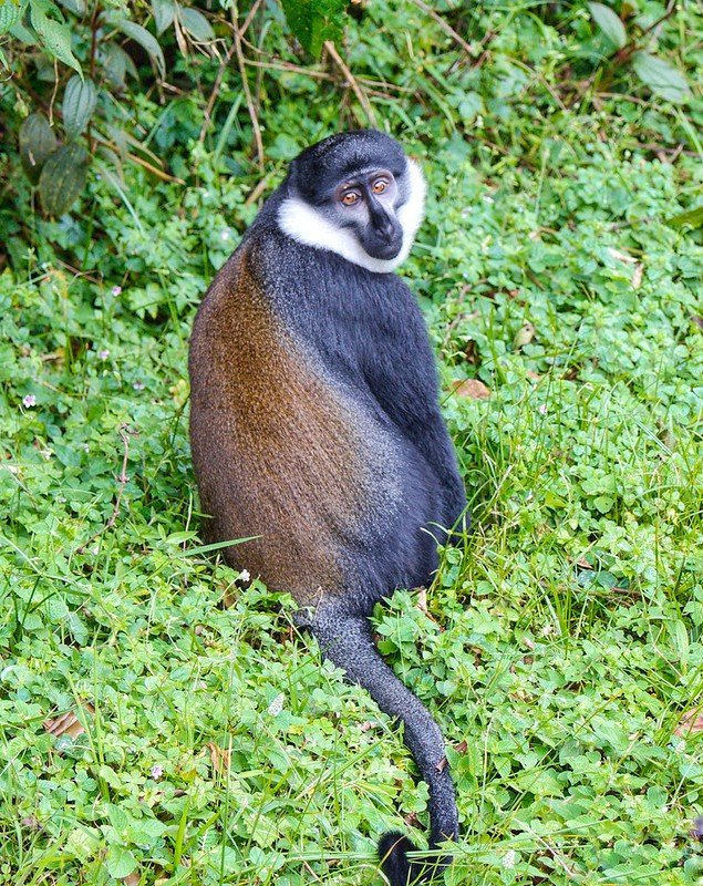 Lhoests monkey looking over its shoulder in Volcanoes, Rwanda