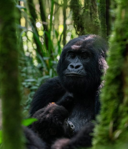 Mother gorilla nursing infant in mossy forest in Volcanoes, Rwanda