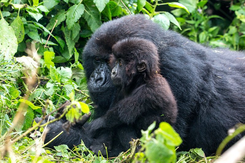 Mother gorilla with juvenile leaning close in Volcanoes, Rwanda