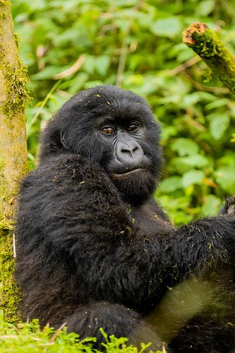 Mountain gorilla close up beside mossy trunk in Volcanoes, Rwanda