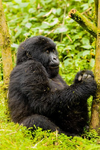 Mountain gorilla side profile holding branch in Volcanoes, Rwanda