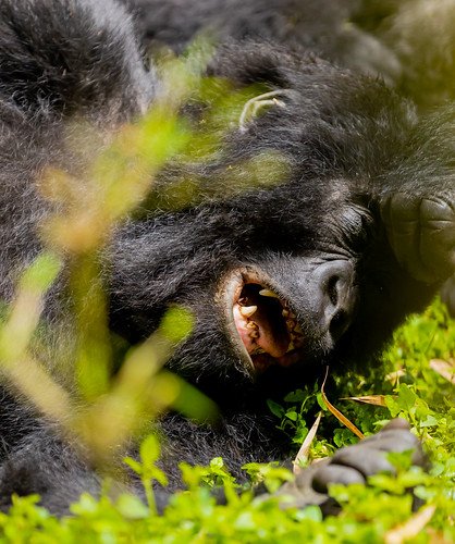 Mountain gorilla yawning teeth close up in Volcanoes, Rwanda