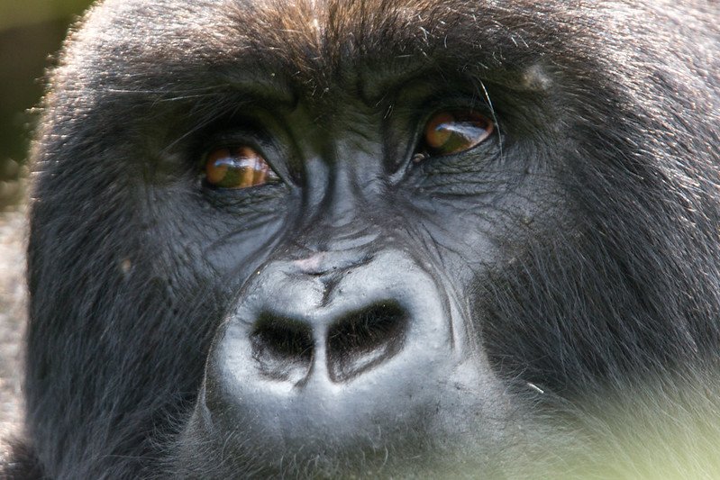 Silverback eyes and nose extreme close up in Volcanoes, Rwanda