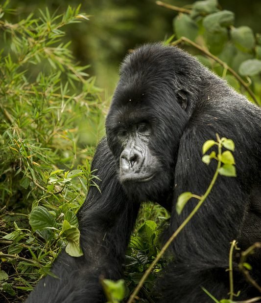 Silverback gorilla among bamboo and vines in Volcanoes, Rwanda