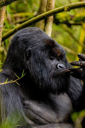 Silverback gorilla chewing bamboo stem in Volcanoes, Rwanda