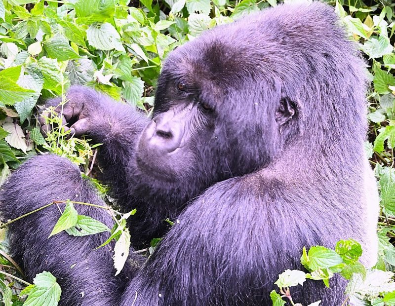 Silverback gorilla feeding beside second gorilla in Volcanoes, Rwanda
