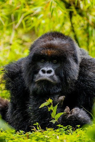 Silverback gorilla resting in bamboo in Volcanoes, Rwanda