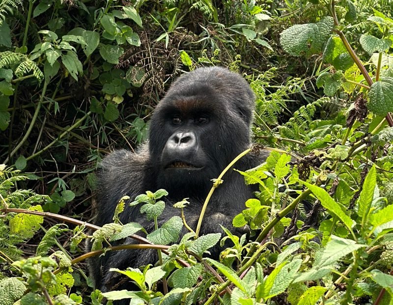 Silverback gorilla sitting in dense ferns in Volcanoes, Rwanda