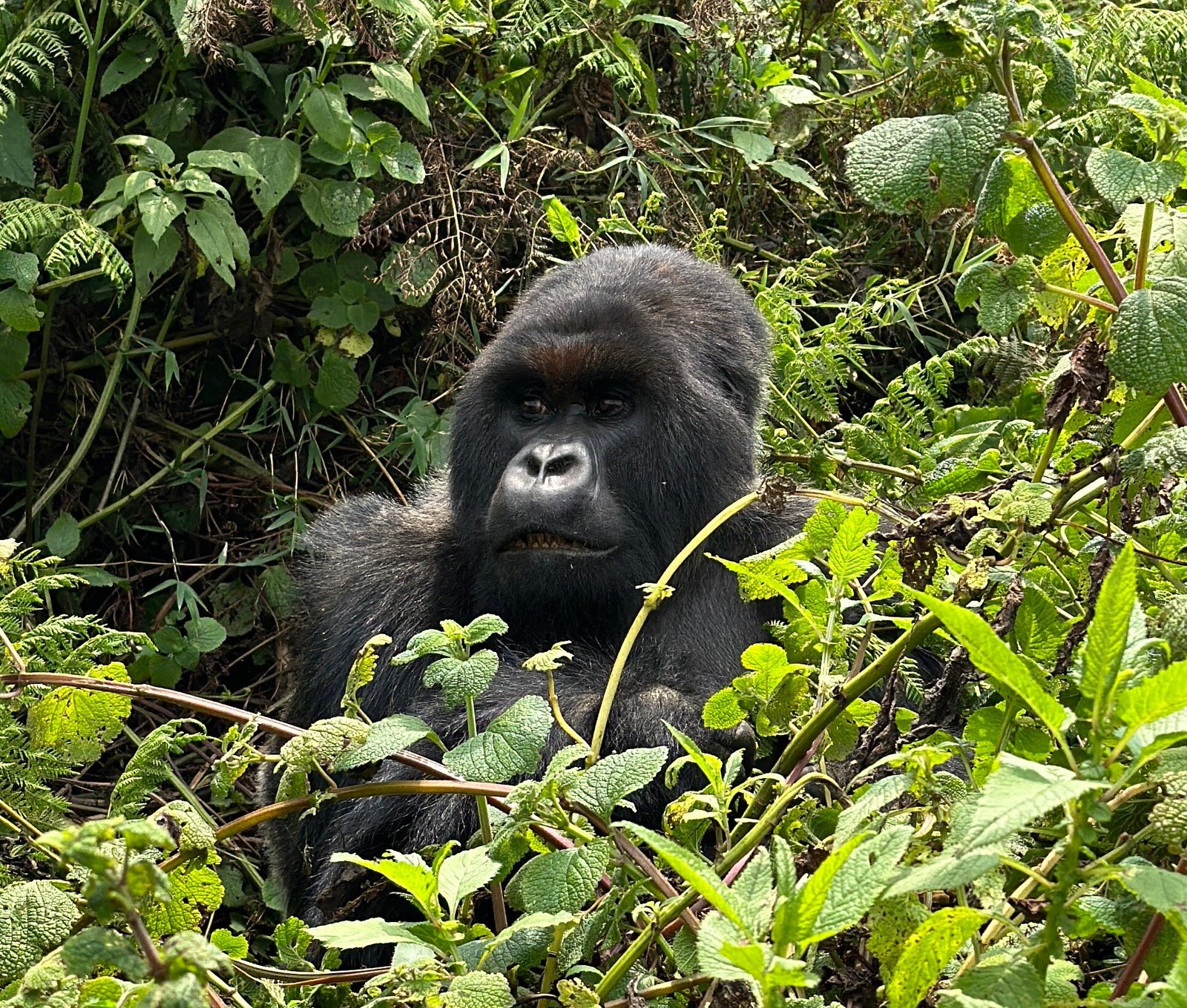 Silverback mountain gorilla sitting in dense ferns, Volcanoes National Park