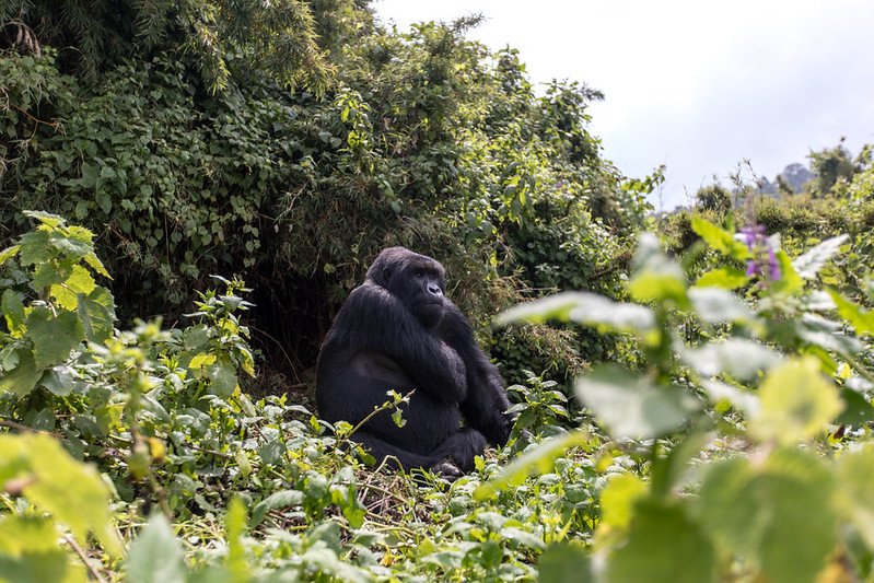 Silverback sitting at the nettle edge in Volcanoes, Rwanda