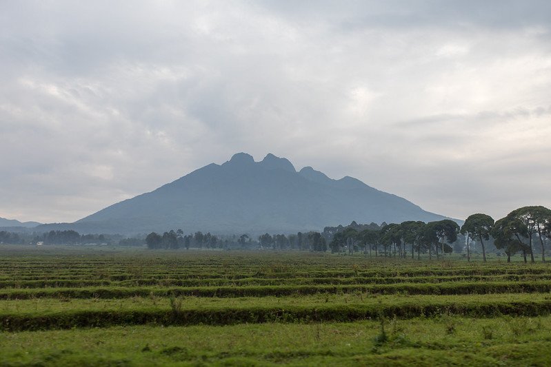 Toothed volcano summit above crop rows in Volcanoes, Rwanda