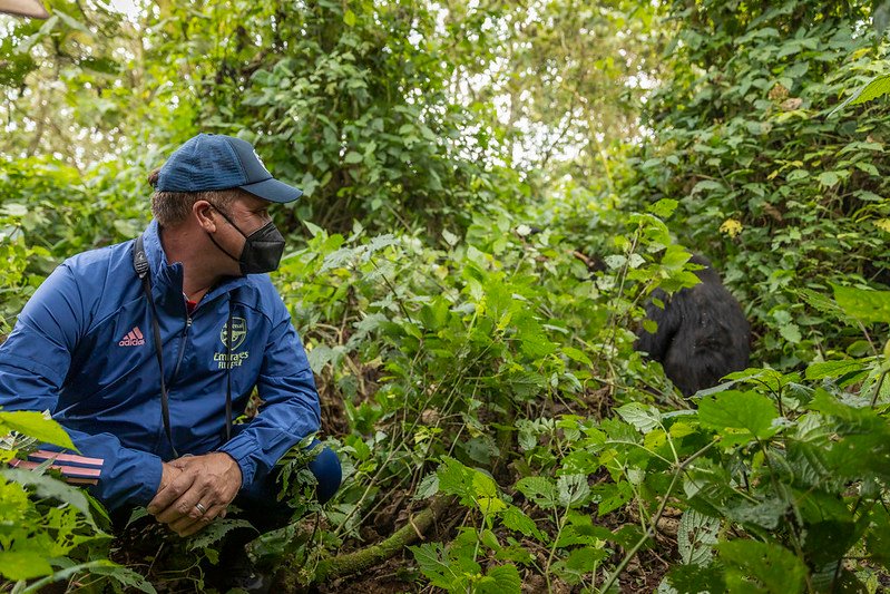 Trekker in football tracksuit watching gorilla in Volcanoes, Rwanda