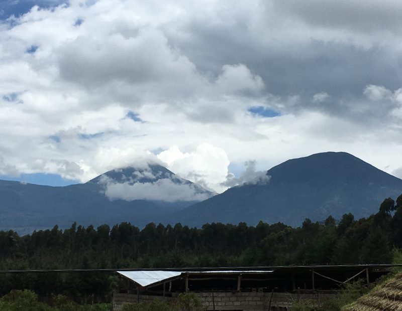 Twin volcano peaks above eucalyptus plantation in Volcanoes, Rwanda