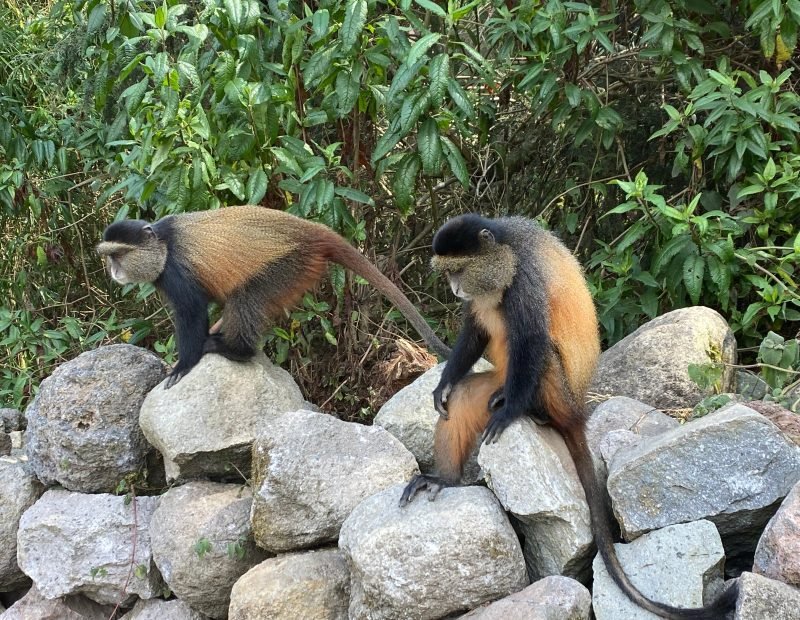 Two golden monkeys on stone wall in Volcanoes, Rwanda