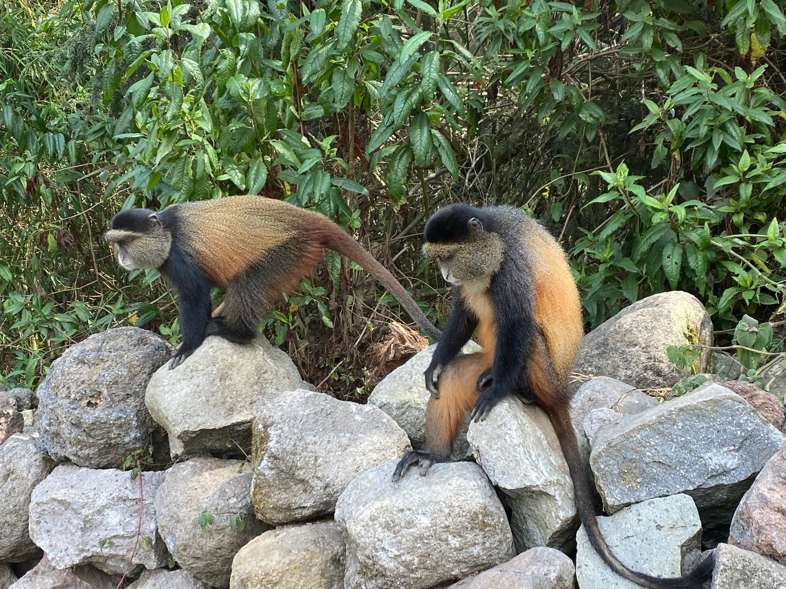 Two golden monkeys on stone wall in Volcanoes, Rwanda